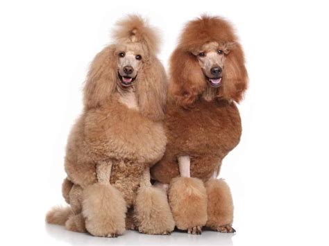 Poodle Pros And Cons Is The Poodle Perfect For You World Of Dogz