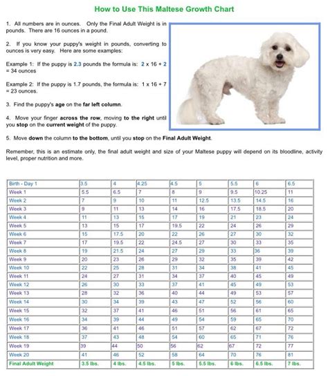 Maltese Growth Chart Puppy Growth Chart Potty