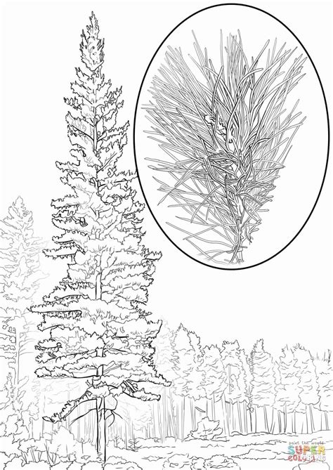 Trio tree, ponderosa pine, pinus ponderosa, ponderosa pine bark, north america, western north america, trees at the mountainous region, types of pine trees, pine species, blue sky. 32 Pine Tree Coloring Page in 2020 (With images) | Tree ...