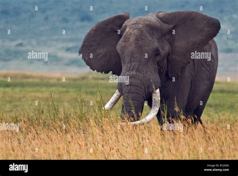 African Elephant Loxodonta Africana Old Bull Tanzania Ngorongoro