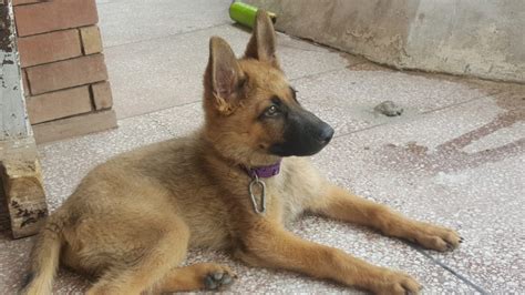 Sable german shepherd puppies have a tendency to change color as they grow. Is My Puppy a Pure Sable German Shepherd? | ThriftyFun