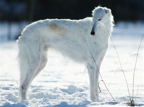013 Borzoi Russian Wolfhound Dog Breeds Wolfhound