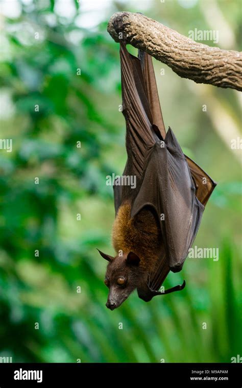 Malayan Flying Fox Stock Photo Alamy