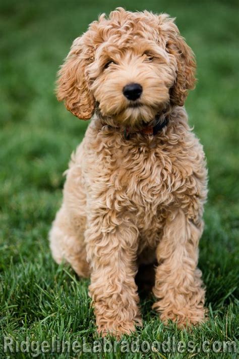 What Is An Australian Labradoodle Dopi