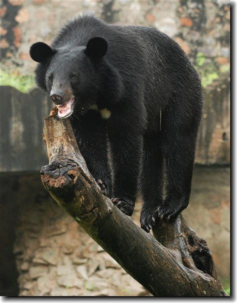 What Do Himalayan Black Bears Eat