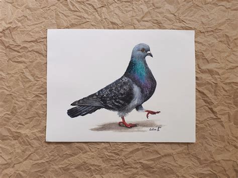 Original Watercolor Painting Pigeon Handpainted Bird Art Etsy