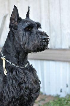 However, free miniature schnauzer dogs and puppies are a rarity as rescues usually charge a small adoption fee to cover their expenses (usually. Giant Schnauzer Puppies For Sale | Fayetteville, NC #152517
