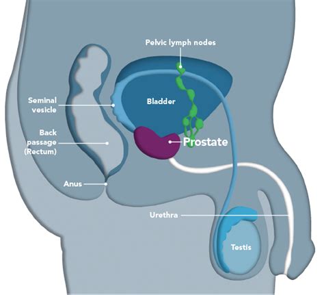 What Is The Function Of The Prostate Gland Bobby Vincent S Blog
