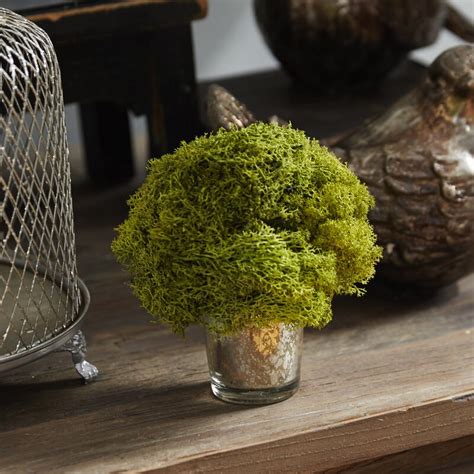Check spelling or type a new query. Bougainvillea Preserved Reindeer Moss Topiary & Reviews ...
