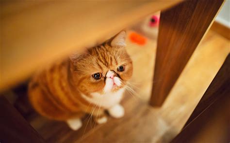 Download Wallpapers Exotic Shorthair Ginger Cat Bokeh Pets Cats