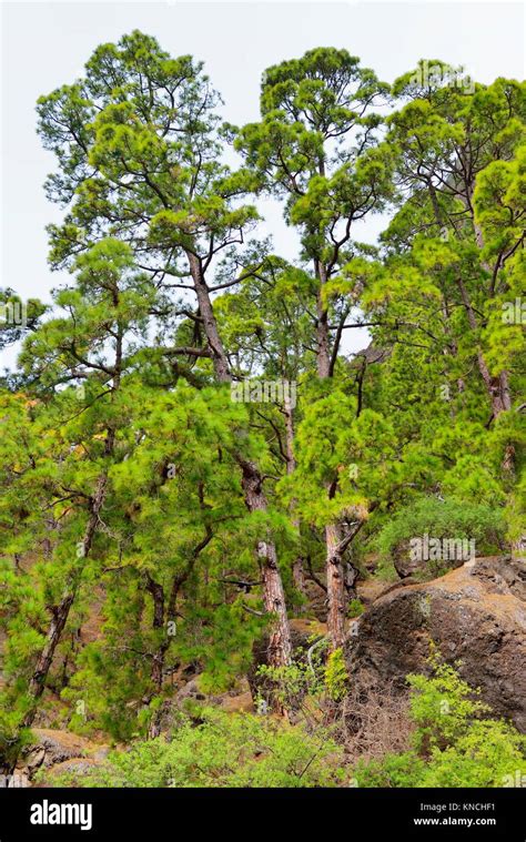 Canary Pine Pinus Canariensis Forest In Caldera De Taburiente