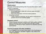 Images of Seed Quality Control Ppt