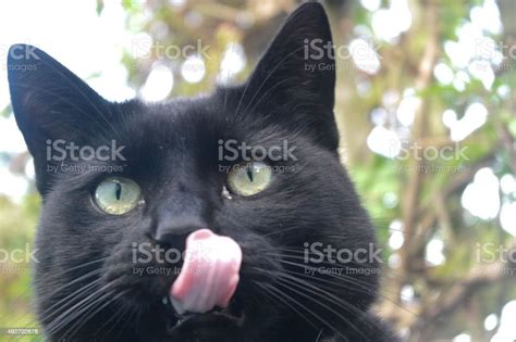 Czarny Kot Zdjęcie Oblizywać Kot Język Z Nosa Ogród Tle Zdjęcia