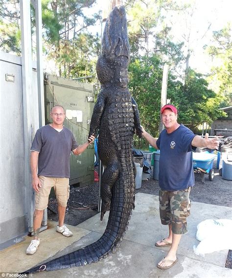 Florida Hunters Capture 765lb Alligator Lumpy With Their Bare Hands
