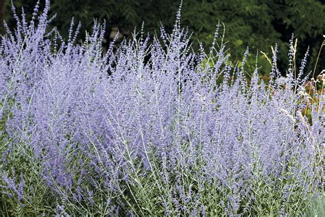 In addition to recognizing what plants the deer will steer clear of, either due to toxicity or terrible taste, it is important to recognize the plants we love that the deer also favor. 11 deer- and rabbit-resistant plants | Garden Gate Magazine