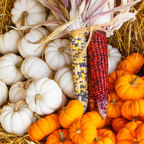 Fall Harvest Display Free Stock Photo - Public Domain Pictures