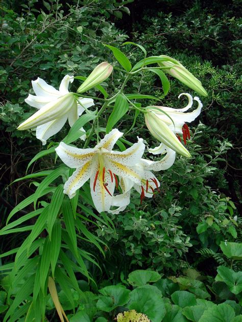 Lilium Auratum Lindley