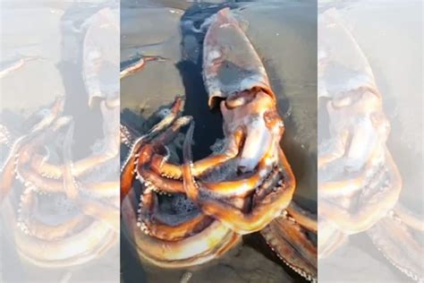 Rare giant squid found alive on Western Cape Beach in ...