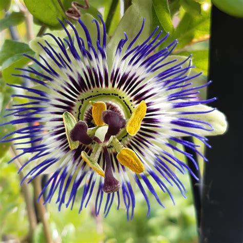 Passiflora Caerulea Blue Passion Flower In Gardentags Plant Encyclopedia