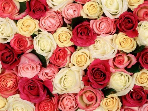Free Download Flowers For Flower Lovers Beautiful Rose Flowers