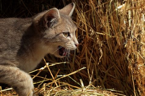 Free Images Grass Animal Wildlife Kitten Feline Fauna Whiskers