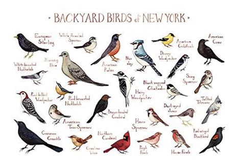 Backyard Birds Of New York Field Guide Art