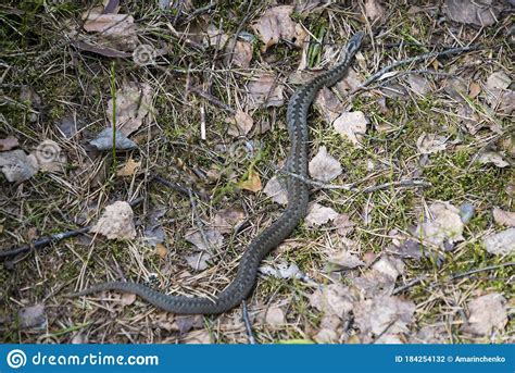 A Viper Crawls On The Ground In The Forest Stock Photo Image Of