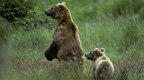 First Female Grizzly In 40 Years Collared In Washington State Grizzly