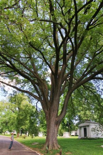 American Elms Stately And Statuesque Root Nashville
