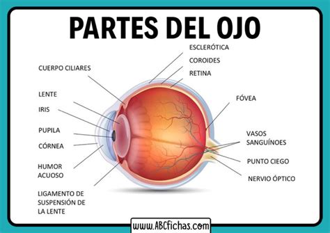 Anatomía Y Partes Del Ojo Humano Función Del Ojo