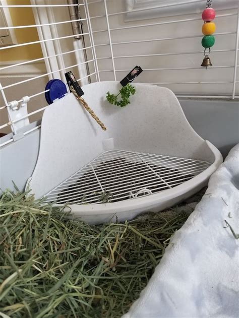 Litter Box Training Your Indoor Rabbit Happy Days Farm Indoor