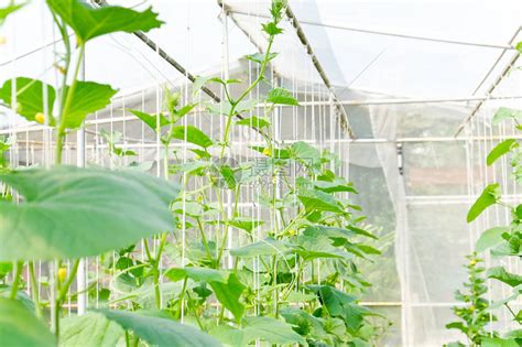 在温室里种植甜瓜高清图片下载 正版图片507352001 摄图网