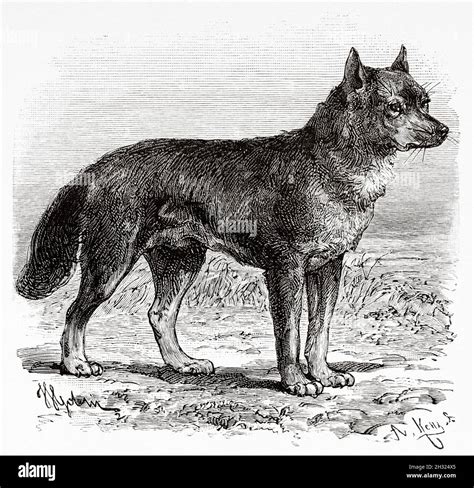 The Dingo Canis Lupus Dingo Is An Australasian Subspecies Of Wolf