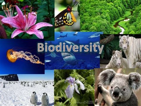 Reasons For Biodiversity Loss And How We Can Save Ear
