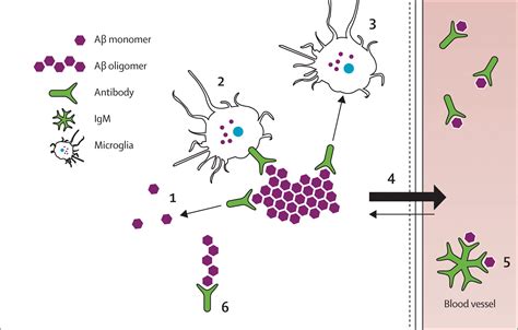 Amyloid β Immunisation For Alzheimers Disease The Lancet Neurology