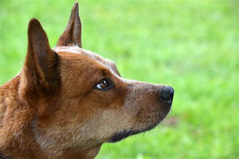 The Australian Cattle Dog — What To Expect Of This Dog