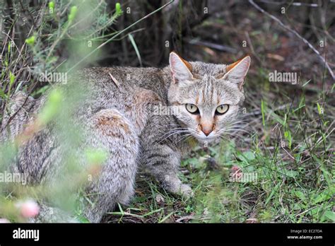 African Wildcat Felis Silvestris Lybica Sitting On The Ground In