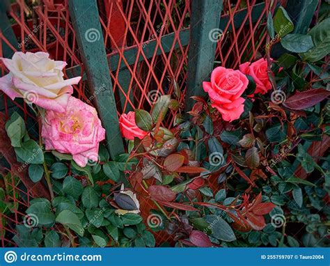 Roses And Fences Stock Image Image Of Metal Pink Fence 255759707