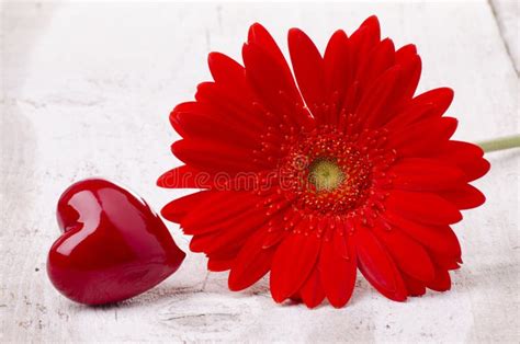 Gerbera And Red Heart For Mother`s Day Stock Photo Image Of White