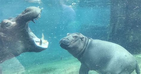 Baby Hippo Playing With Water In A Video That Will Cheer Your Day