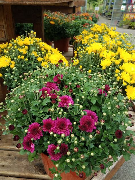 Plant Hardy Mums For Fall Color — Mastersons Garden Center Inc