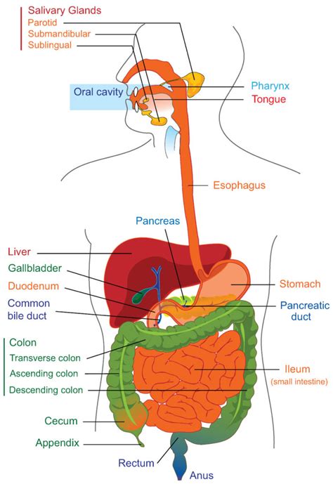 Overview Of The Digestive System Boundless Anatomy And Physiology