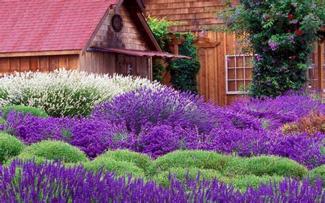Lavender Garden Wallpapers Top Free Lavender Garden Backgrounds