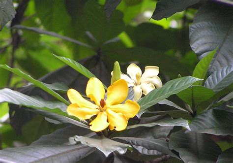 Rsud cempaka putih dibangun pada tahun 1990 dan direnovasi pada tahun 2010. cempaka hutan@ gardenia carinata : debungor