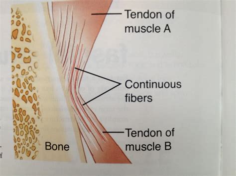 Fascia Fascial Connections And Connective Tissue Boulder Therapeutics
