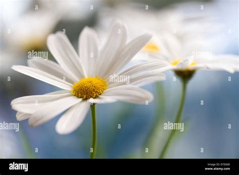 Marguerite Daisy Flower Stock Photo Alamy