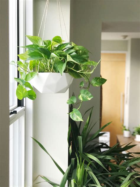 Indoor Hanging Plants Easy Care