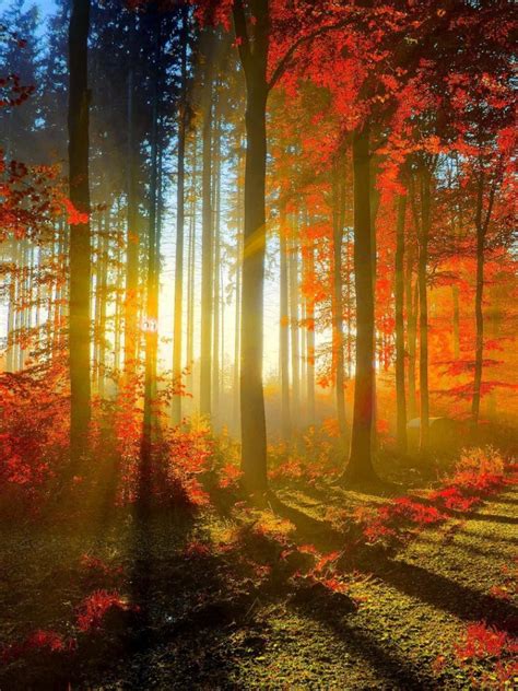 Free Download Beautiful Nature Wallpaper For Desktop With Autumn Forest