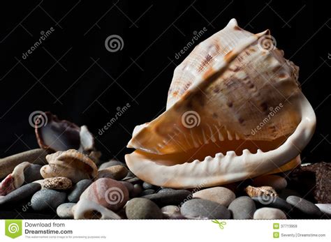 Seashells Stones From The Sea Stock Image Image Of Background