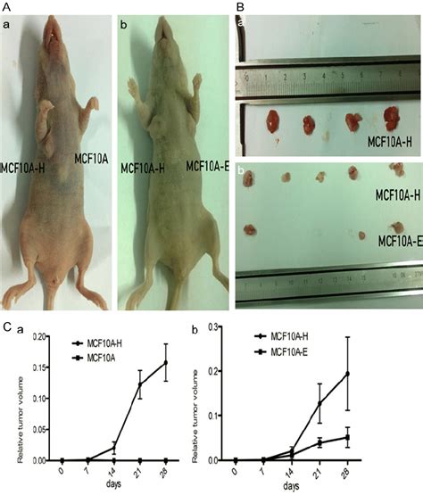 4 Oh E 2 Suppressed Tumor Growth In Nude Mice The Mcf10a H Cells Download Scientific Diagram